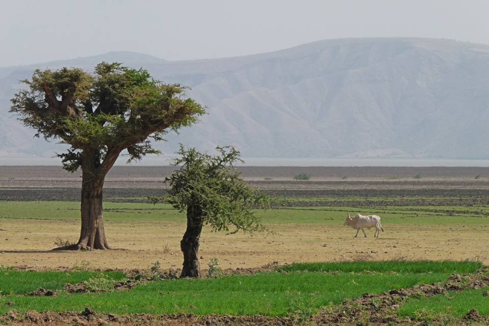 Africa landscape. BGS © NERC