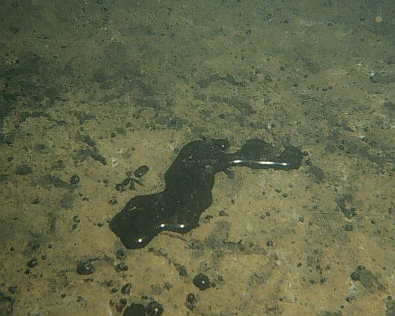 black blob of creosote on the bottom or the sea