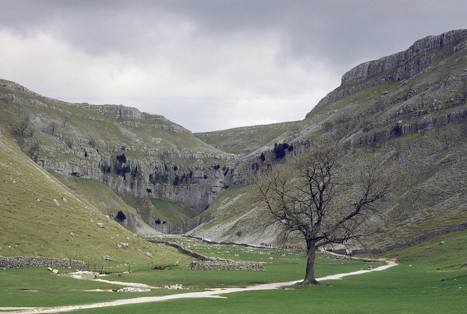 A deep gorge cut through grey limestone cliffs with a path and a tree in the foreground.
