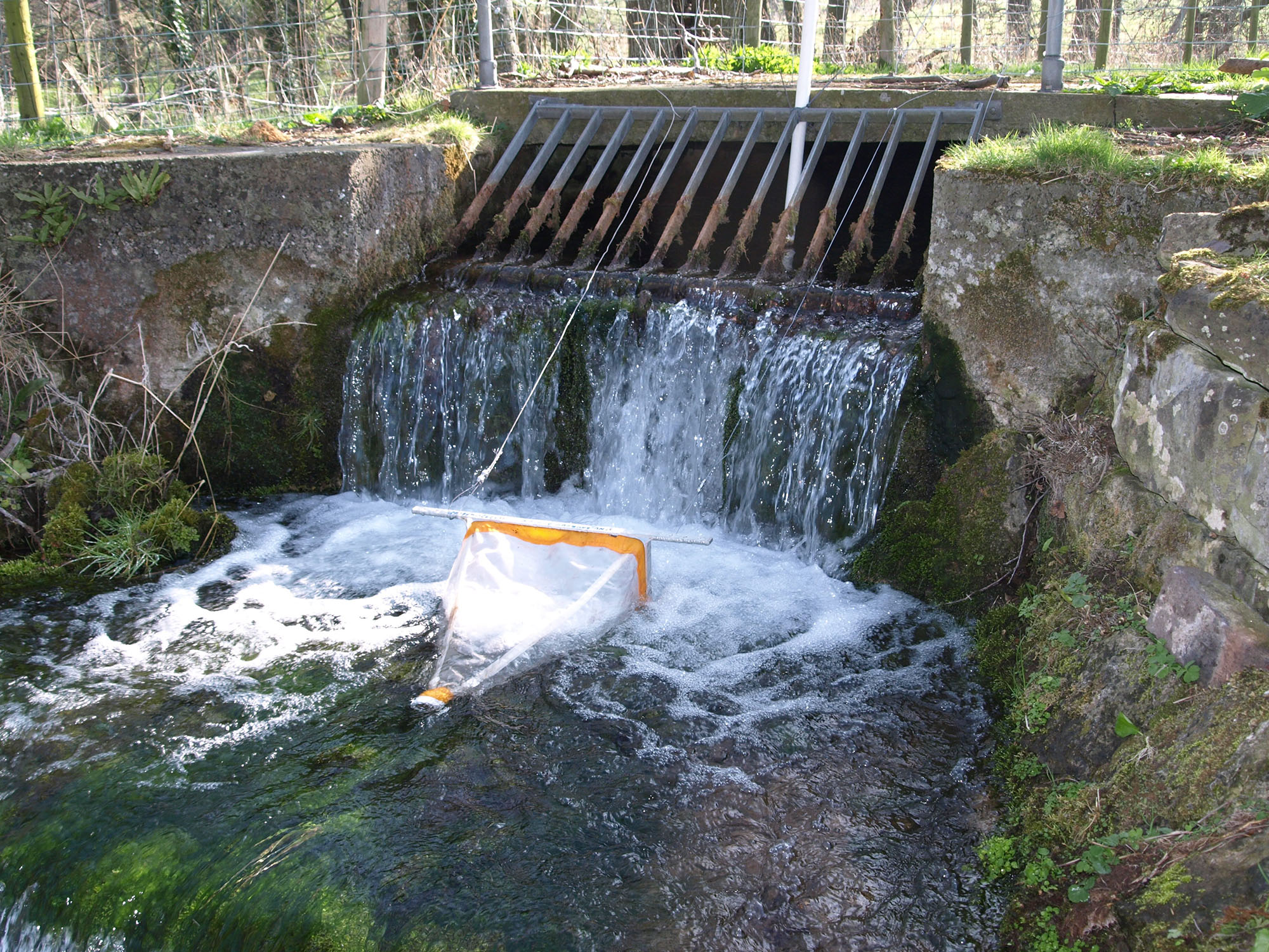 a small waterfall cascades out of a grill set in a wall. There is a funnel-shaped net placed in the middle of the stream flow.