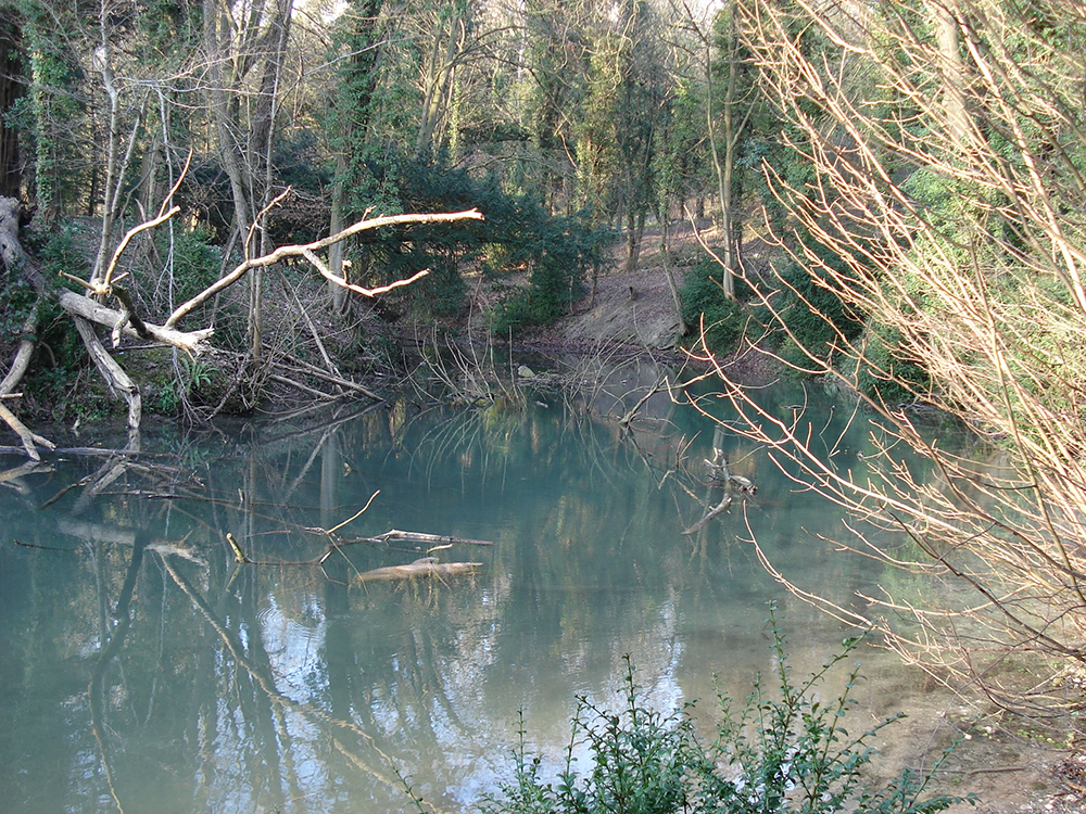 A spring rising through a reed bed