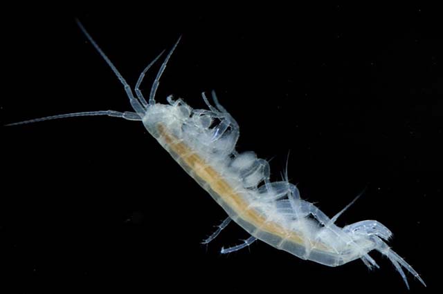 niphargus-aquilex-thumb