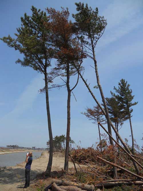 Twi trees with the branches removed almost to the top. Another tree has fallen over in the background. A man stands at the base of the trees.