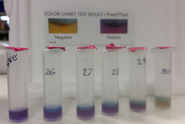 Antibiotic residue detection in tilapia fish (fish 26–30).