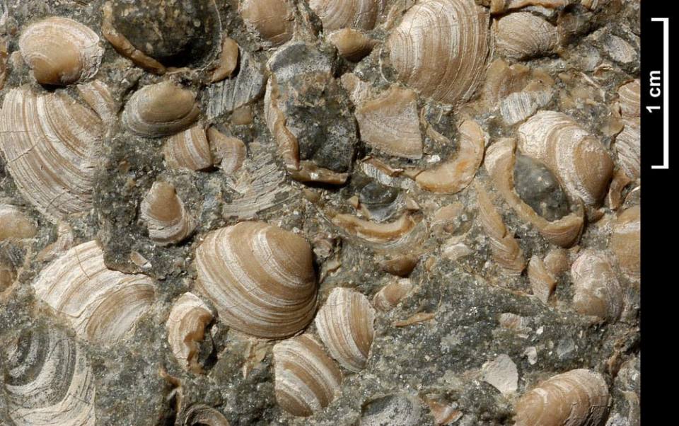 Fossil bivalve specimen