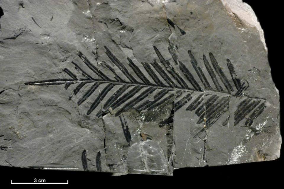 A fossil specimen of a fern