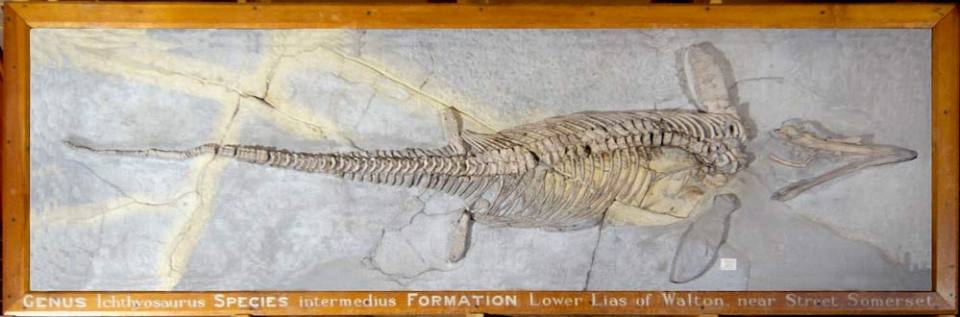 Ichthyosaurus intermedius