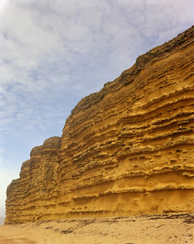 The Bridport Sand Formation at Burton Bradstock showing stronger and weaker beds. BGS Photo P005794 taken in 1972.