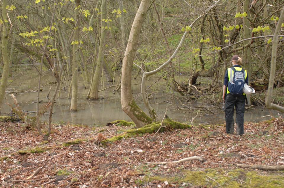 Free standing water held in a depression created by back tilting in woodland.