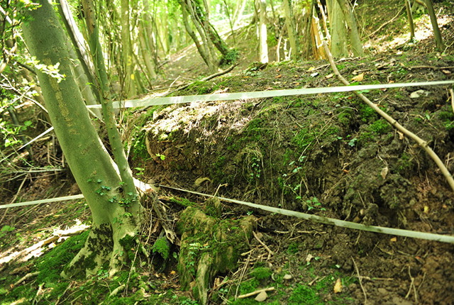 Close-up of the front of one of the flow lobes seen in the upper section of the slope, disrupting the trees.