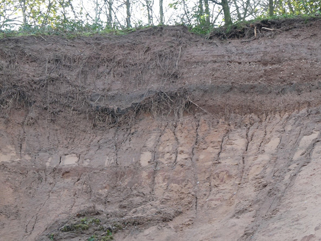 Bedded Glaciofluvial Deposits (Mid Pleistocene) overlying weathered Chester Formation (Triassic). © BGS