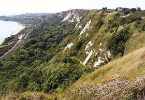 Folkestone Warren cliffs.