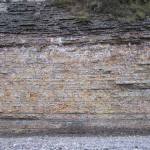 Figure 1. Porthkerry Member in cliff section to the east of the landslide.