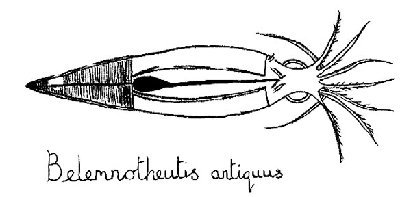 In 2009, Dr Phil Wilby, a BGS researcher, discovered a cephalopod ink sac fossil near the village of Christian Malford in Wiltshire. The black ink sac, which had solidified, was mixed with ammonia to create a paint then used to draw a picture of the animal.