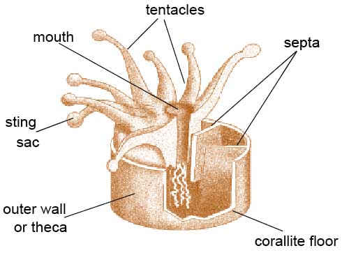 Coral-verdadeira (Micrurus  Download Scientific Diagram