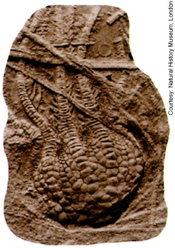 Complete specimen of Uintacrinus socialis. ©Natural History Museum.