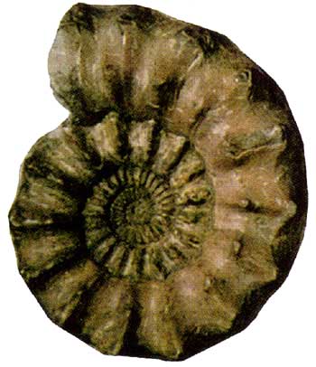Aegoceras (Early Jurassic, Pliensbachian).