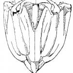 The name Aristotle's Lantern for the complex jaw apparatus of some sea-urchins was first coined by Klein in the 18th century because of its similarity to a Greek lantern, and Aristotle's fascination for the sea-urchin. BGS ©UKRI. All rights reserved.