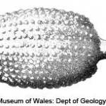 Echinoids have been used in traditional remedies for stomach disorders, and in Roman times were considered an antidote to snake-bite. Spines of the Cretaceous echinoid Balanocidaris glandifera, bearing a superficially resemblance to a bladder, were used to treat gall, bladder and kidney ailments, and those of the Recent Heterocentrotus mammillatus (Linnaeus, 1758) were ground up and mixed with vinegar to treat ear problems. ©National Museum of Wales