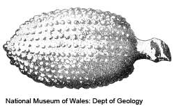 Echinoids have been used in traditional remedies for stomach disorders, and in Roman times were considered an antidote to snake-bite. Spines of the Cretaceous echinoid Balanocidaris glandifera, bearing a superficially resemblance to a bladder, were used to treat gall, bladder and kidney ailments, and those of the Recent Heterocentrotus mammillatus (Linnaeus, 1758) were ground up and mixed with vinegar to treat ear problems. ©National Museum of Wales