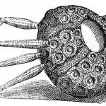 Early drawing of a fossil echinoid. ©Natural History Museum.