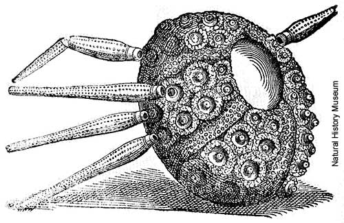 Early drawing of a fossil echinoid. ©Natural History Museum.