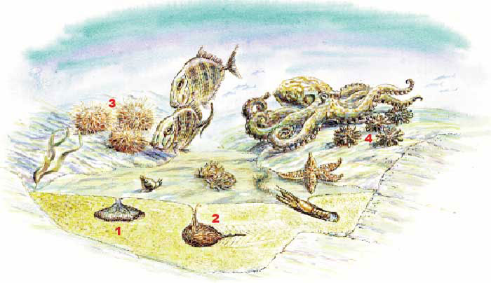 Echinoids and their enemies : A seascape showing the kinds of environments inhabited by modern and fossil echinoids. Burrowing sea-urchins (1 & 2) conceal themselves from predators, while non-burrowing types (3 & 4) cling to rocky surfaces and have defensive spines to protect against fish, lobster, starfish and octopus. ©Richard Bell.