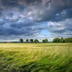 Harvest grain cereals field. Image by Albrecht Fietz from Pixabay