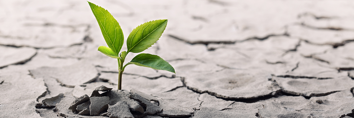 Little plant in dried cracked mud. Photo credit amphotora.