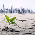 Little plant in dried cracked mud against a background of city skyline. Photo credit amphotora.