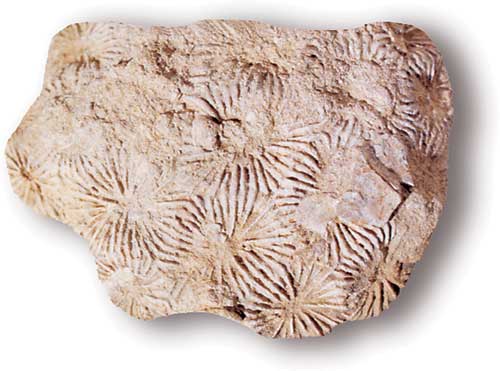 <em>Isastrea conybeari</em>, a colonial scleractinian coral from the mid-Jurassic. BGS ©UKRI. All rights reserved.