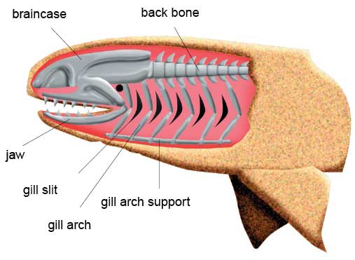 The front gill support of the jawless fish folded over and evolved into a jaw. Later, teeth developed along it. In some cases, the second gill is reduced to a small hole called a spiracle. BGS © UKRI.