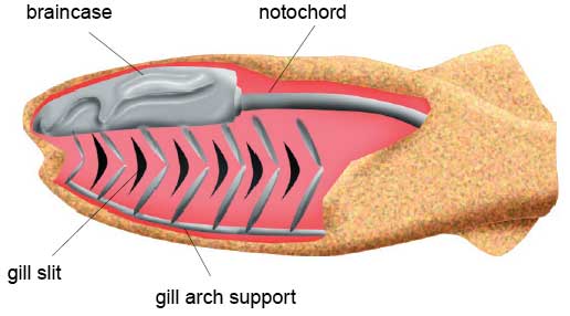 Jawless fish had a number of cartilage arches supporting the gills. Their brain was protected in a brain case and they had a notochord. BGS © UKRI.