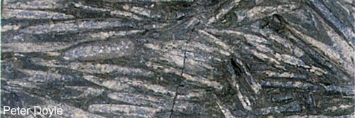 Belemnites aligned in Early Jurassic rocks of Yorkshire. ©Peter Doyle