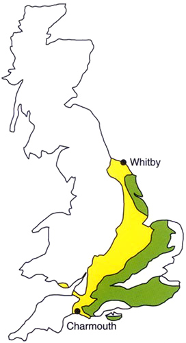 Map of Britain showing the main areas of Jurassic rocks (coloured yellow) and Cretaceous rocks (coloured green). The foreshore and cliffs at Charmouth and Whitby are famous collecting localities for belemnites and other fossils.