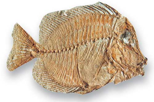 Naso, a teleost that lived during the Palaeogene, has been called 'surgeon fish' after the scalpel-like bone at the base of its tail. BGS ©UKRI. All rights reserved.