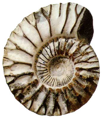 Pavlovia (Late Jurassic, Kimmeridgian).