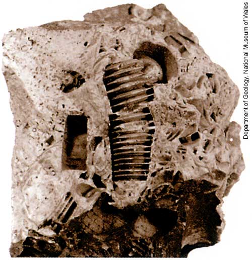 Screwstone. ©National Museum of Wales.