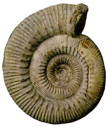 Stephanoceras (Mid Jurassic, Bajocian).