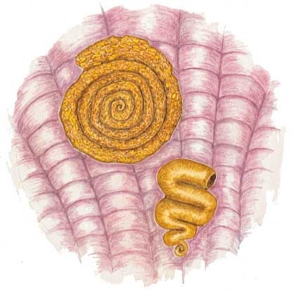 Late Carboniferous agglutinated Ammodiscus (top) and Ammovertella (bottom) lived in brackish estuarine water.