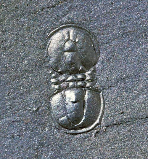 En revanche, cette minuscule le trilobite agnostide mesure cinq millimètres de long. Certains se sont demandé si les agnostides étaient vraiment des trilobites.