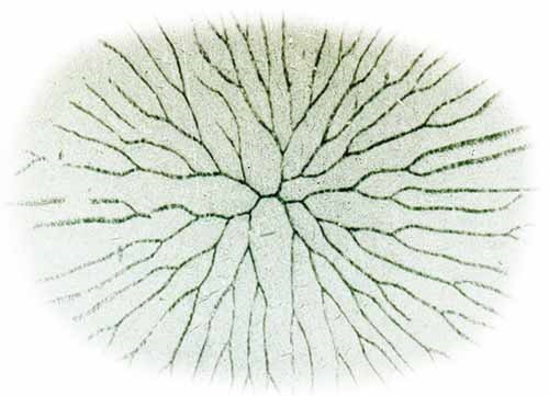 Anisograptids such as Ordovician Clonograptus are transitional between dendroids and graptoloids. Most of these 'planktonc dendroids' had two types of theca, but fewer stipes. Dendroids first evolved in the Cambrian and lived rooted to the sea bed. Dendroids had two types of thecae, possibly for males and females.