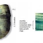Heliophyllum halli (left) lived during mid Devonian times in Michigan, USA. Annual and monthly growth rings can be recognised. Daily growth rings of Heliophyllum halli (right) show there were about 400 days in the year during the Devonian period.