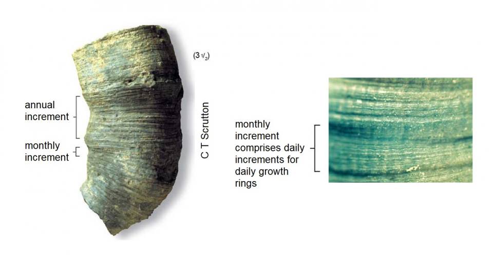 Heliophyllum halli (left) lived during mid Devonian times in Michigan, USA. Annual and monthly growth rings can be recognised. Daily growth rings of Heliophyllum halli (right) show there were about 400 days in the year during the Devonian period.