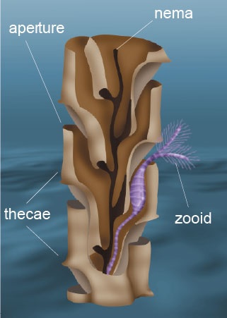 A close-up of the thecae of Climacograptus partly cut away to show the internal structure of the interconnecting tubes and one of the zooids. The thread-like, central nema (or virgula), which may protrude some distance beyond the stipes, may have been used for attachment when juvenile, for strengthening or to attach a floatation device or vane.