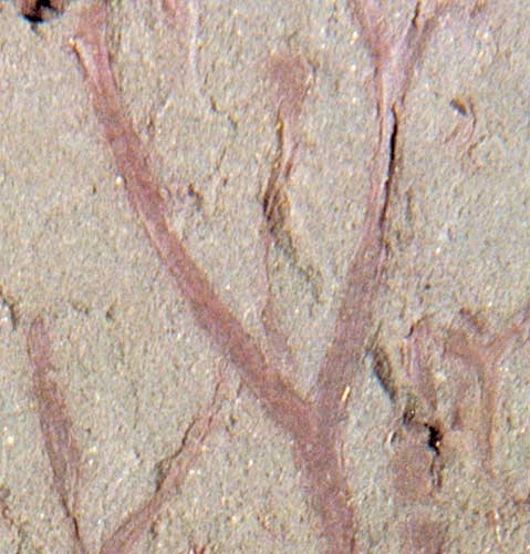 <em>Cooksonia</em>, one of the earliest vascular plants that colonised the land during the Silurian.