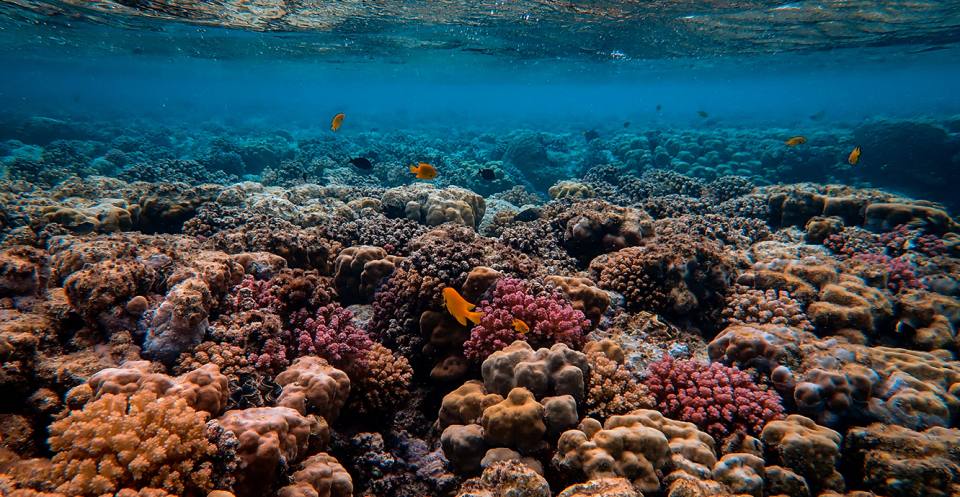 Coral reefs live in tropical waters. They need a particular temperature, a specific depth of water and the right amount of light. If the depth of the water changes just a fraction, they cannot survive.