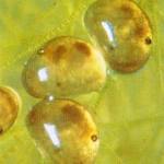 Fresh-water ostracods Cypria ophthalmica, 0.65 mm long, crawl about on pond weed looking for algae, bacteria and detritus on which to feed (note the small eyes).