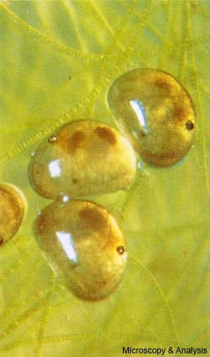 Fresh-water ostracods Cypria ophthalmica, 0.65 mm long, crawl about on pond weed looking for algae, bacteria and detritus on which to feed (note the small eyes).