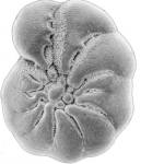 Elphidium liodense Cushman from the Quaternary of the Dovey Estruary, Wales.